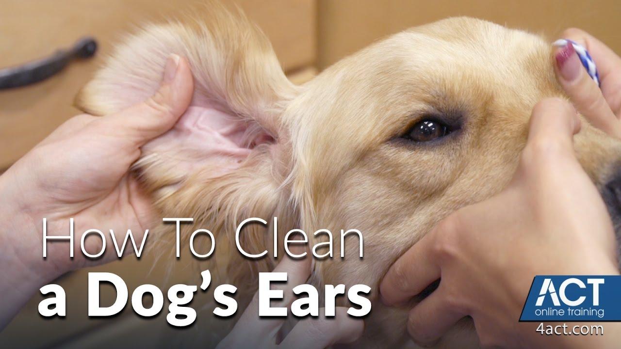 How to Safely Clean Your Dogs Ears