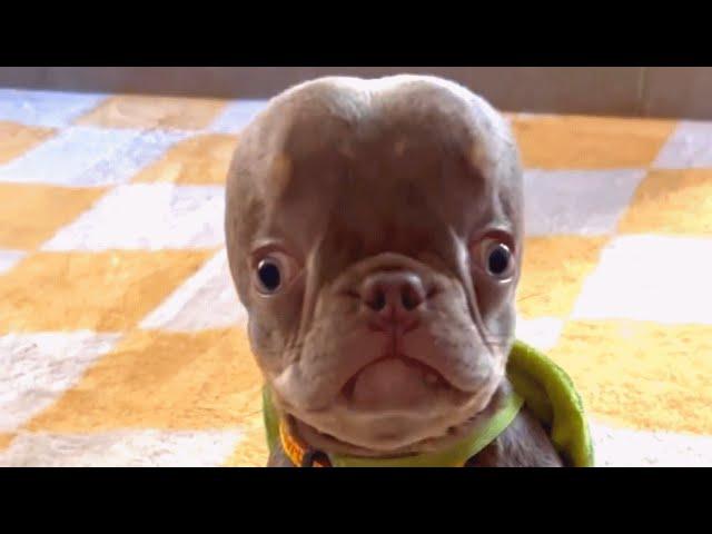 Understanding Your Dog’s Unique Needs