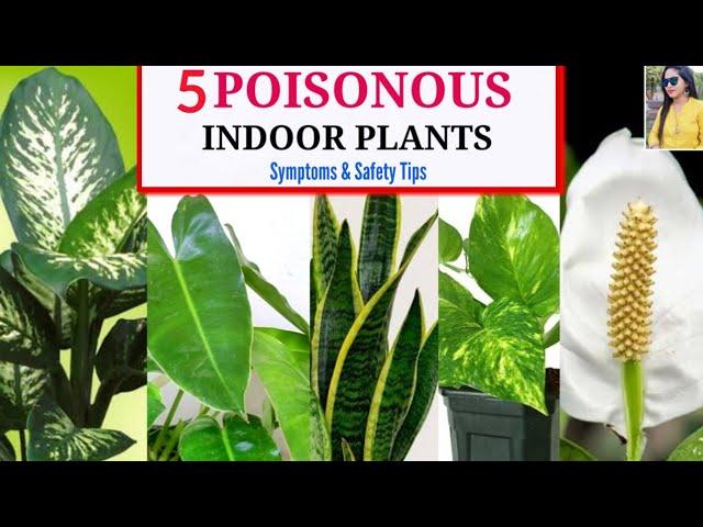 Identifying Common Toxic Plants in Your Home