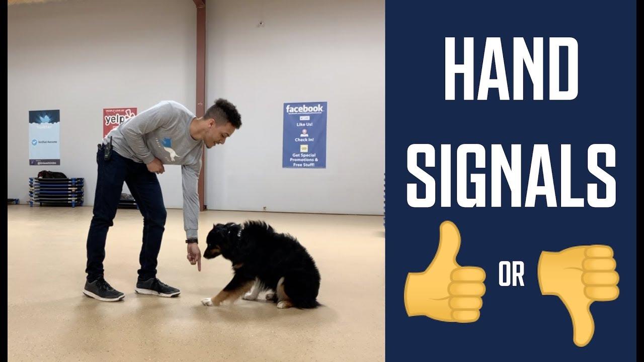 Understanding the​ Basics of‌ Hand ⁤Signals ​for Dog Training