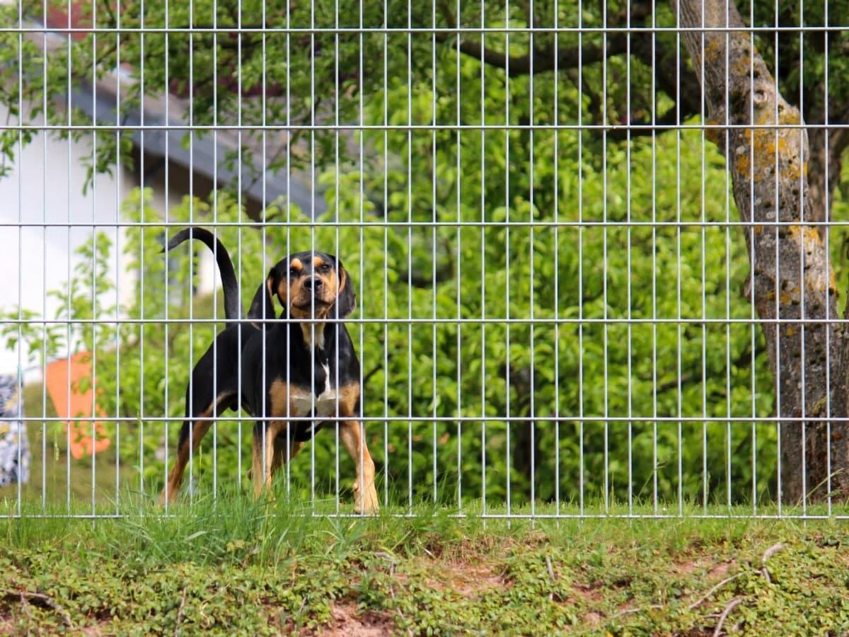 Securing Boundaries: Effective Fencing Solutions to Keep Your Puppy Safe