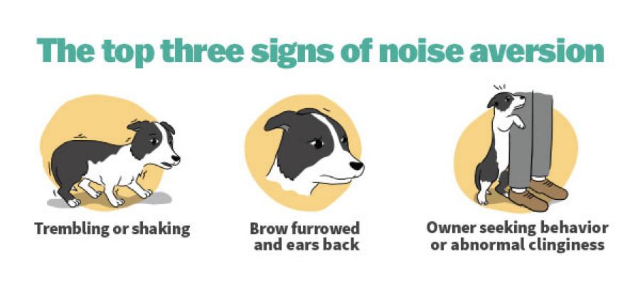 Understanding Your Dogs Fear of Loud Noises