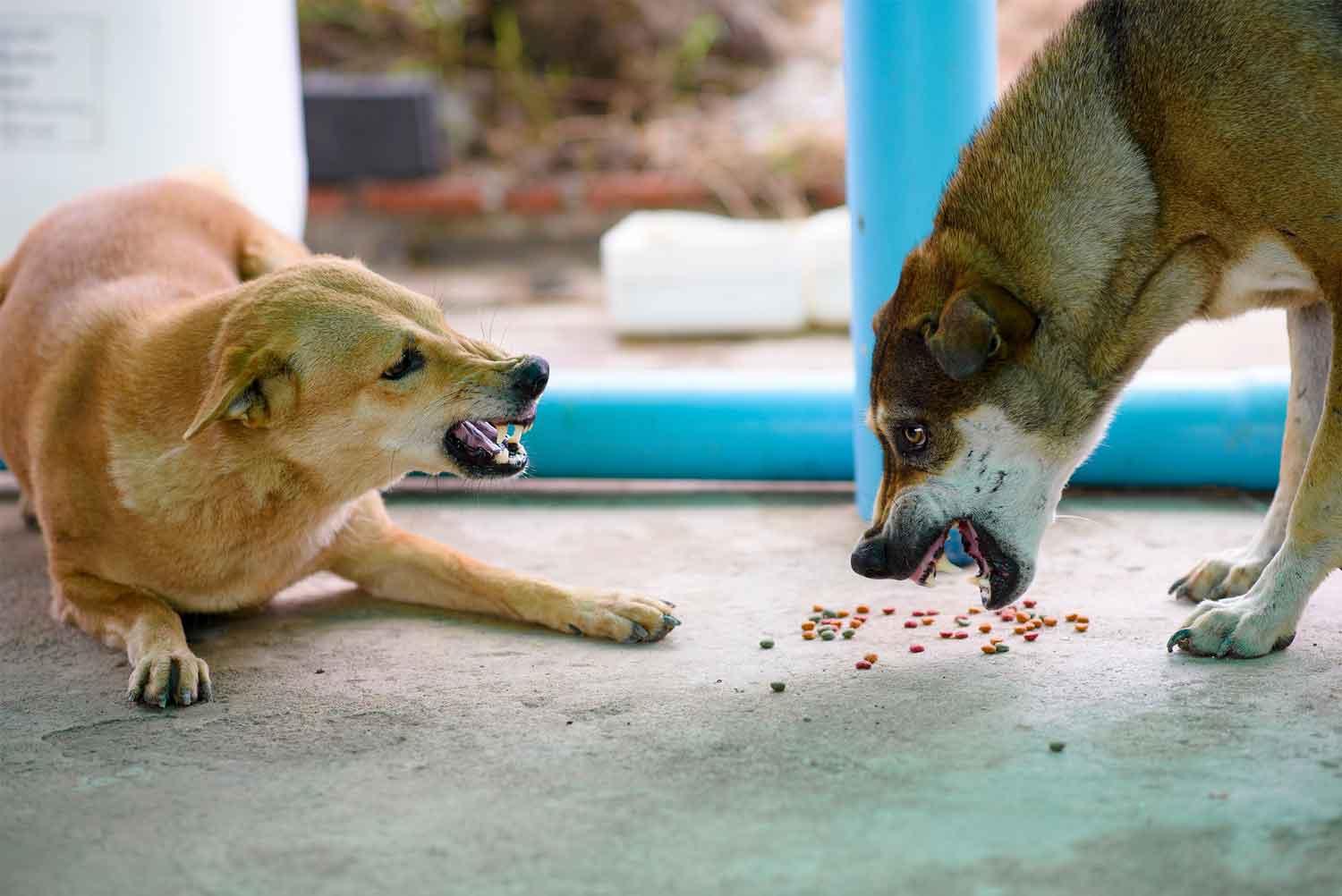 Creating a Safe and Calm Feeding Environment