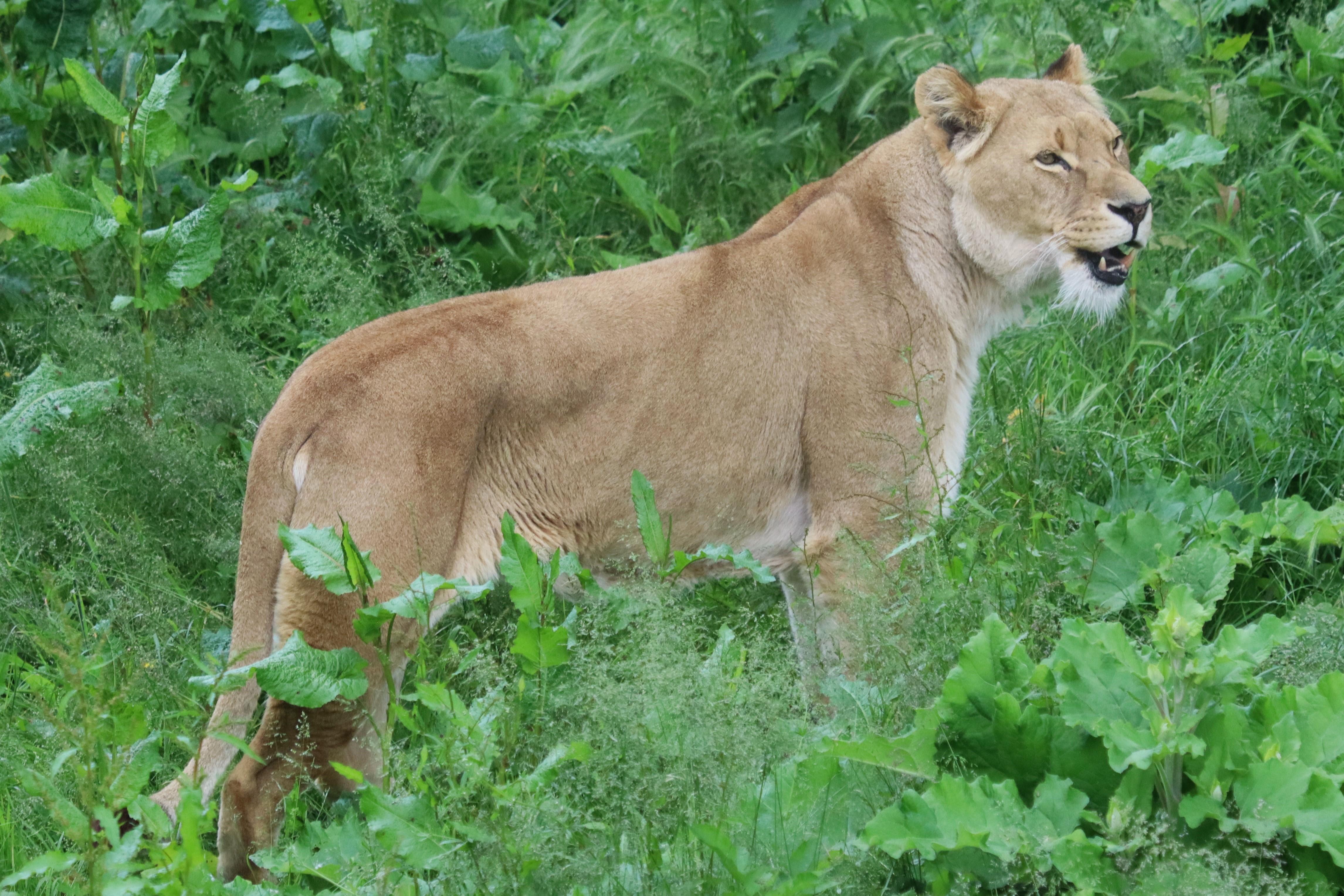 Understanding the Risks of Sharing Your Meals with Furry Friends