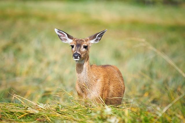 Understanding Local Wildlife and Their Behavior