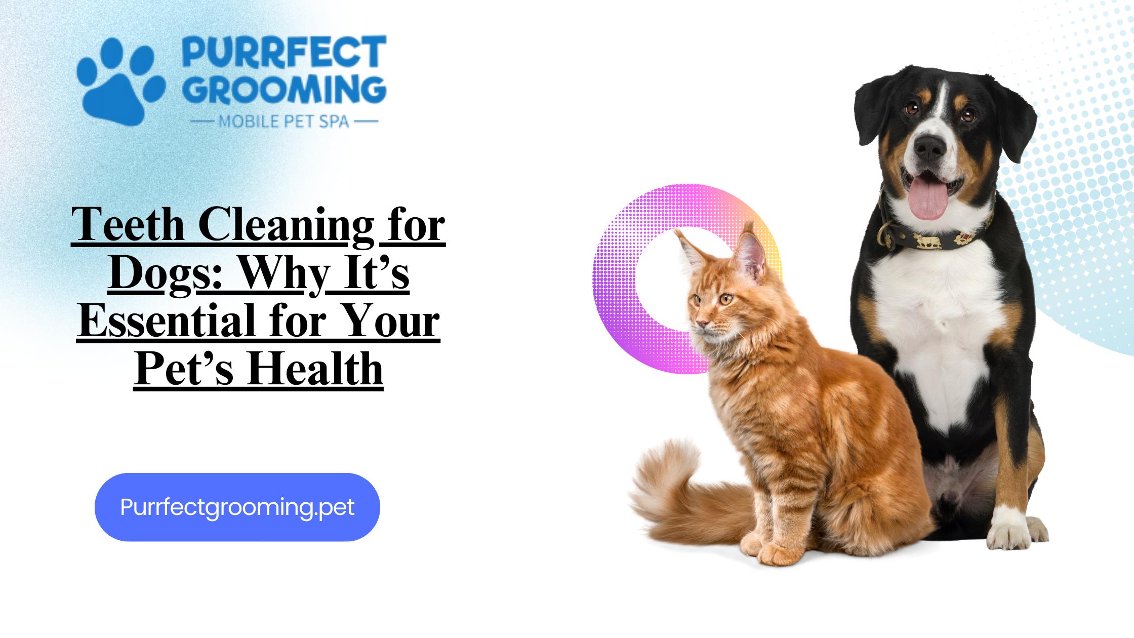 Gentle Techniques to Ease Your Dog into Teeth Cleaning