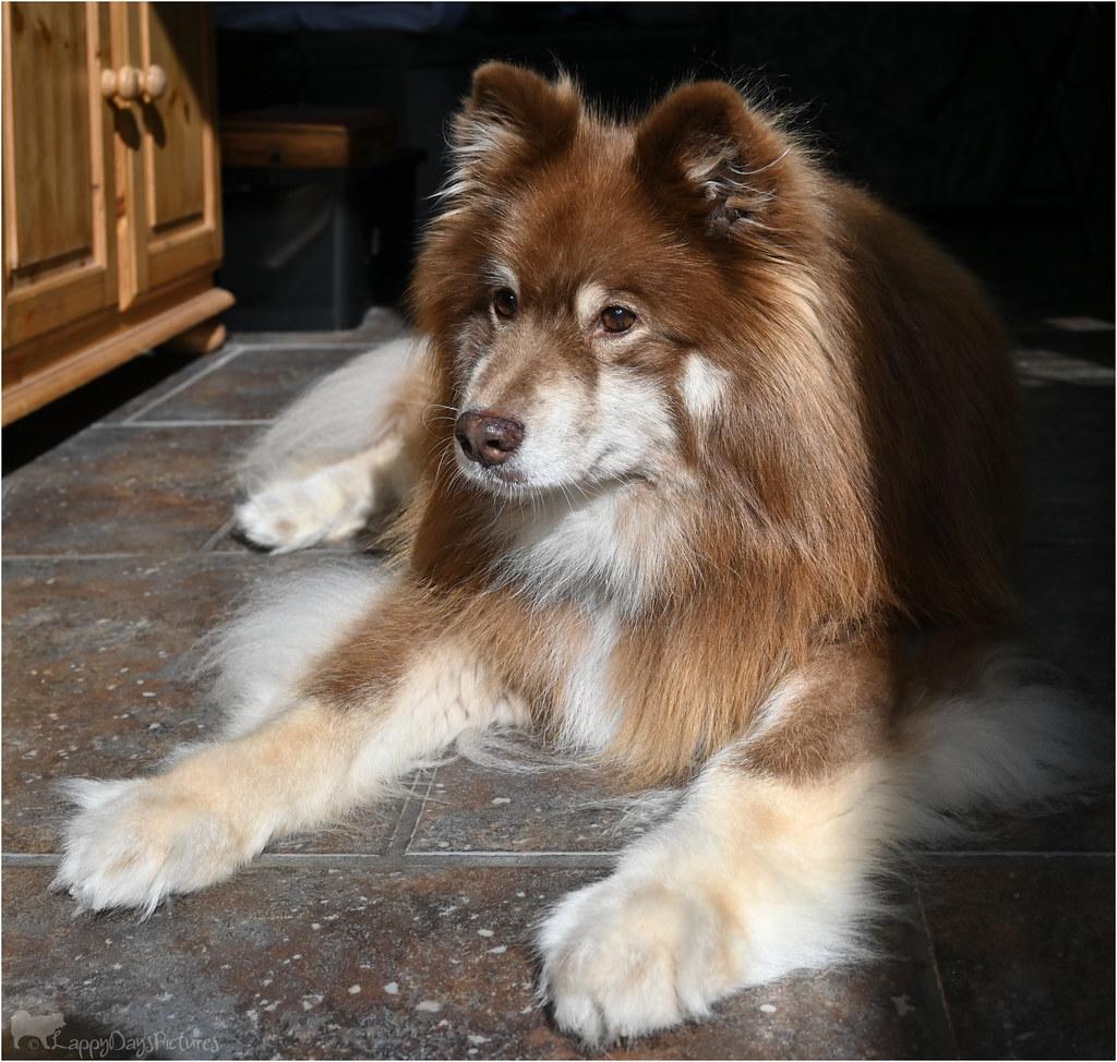 Creating a Positive Association with Vet Visits