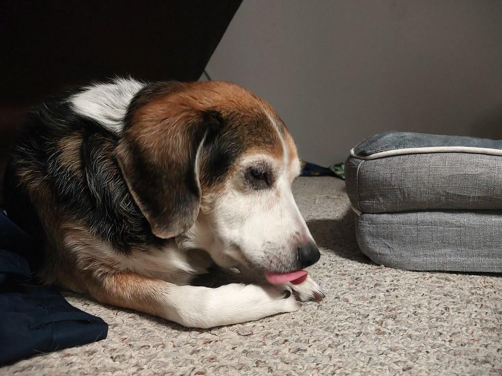 Simple Techniques to Keep Your Dogs Paws Cool