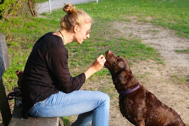 Choosing the Right Reward Toys for Your Dog