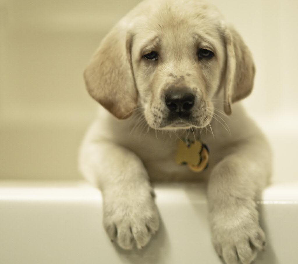 Step-by-Step Guide to Bathing Your Puppy Safely