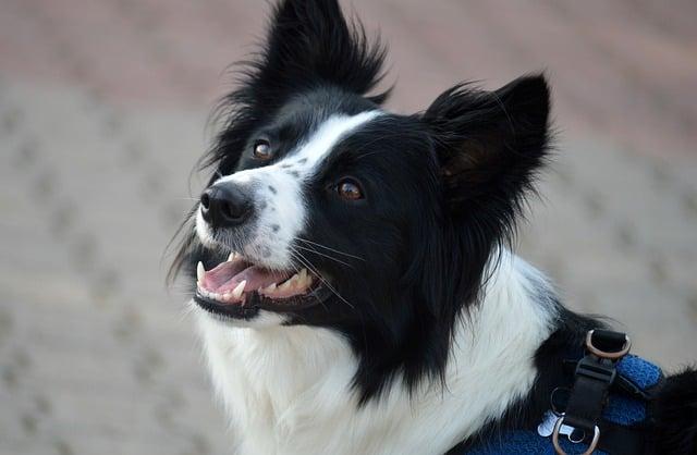 Understanding the Risks of Cooked Bones for Dogs