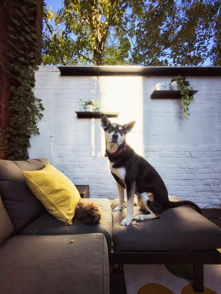 Foster Social Interaction with Playtime and Companion Toys