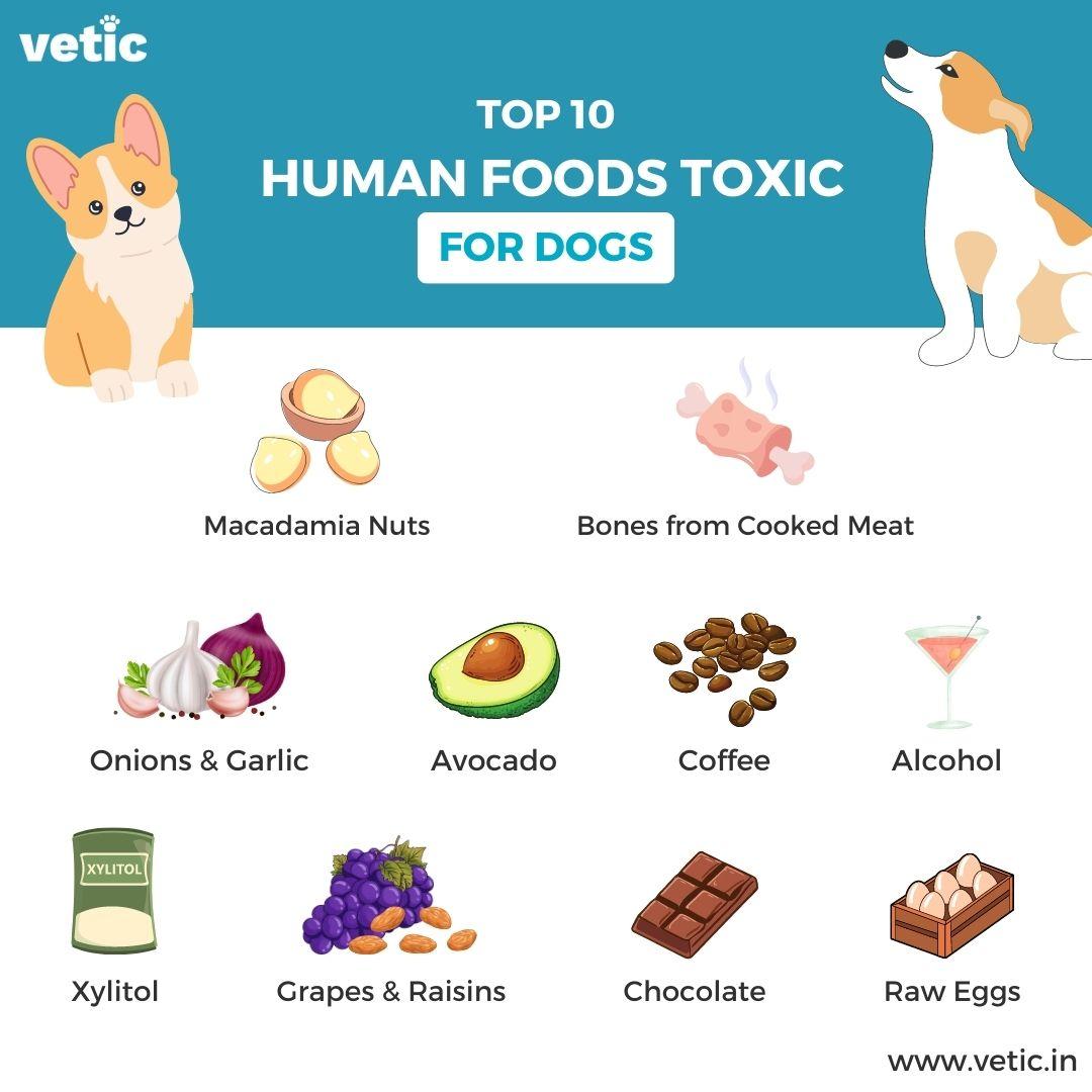 Identifying ​and Avoiding Harmful Ingredients‍ to Protect Your Pet