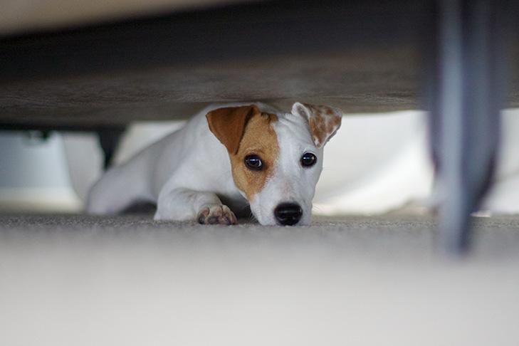 Understanding Your ⁢Dogs Fear of Thunderstorms