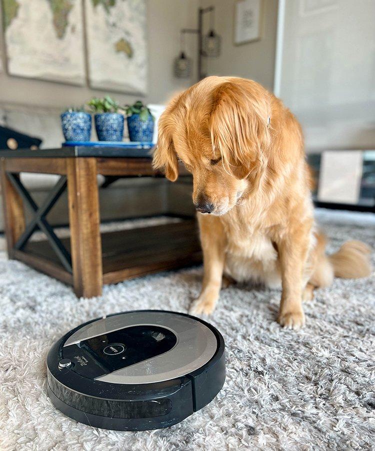Choosing the Right Tools for Managing Dog Hair