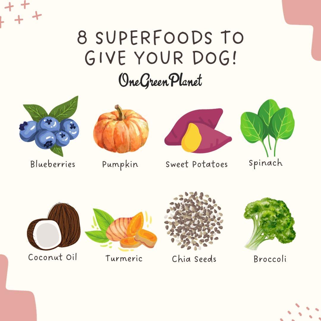 Superfoods to Incorporate in Your Dogs Diet