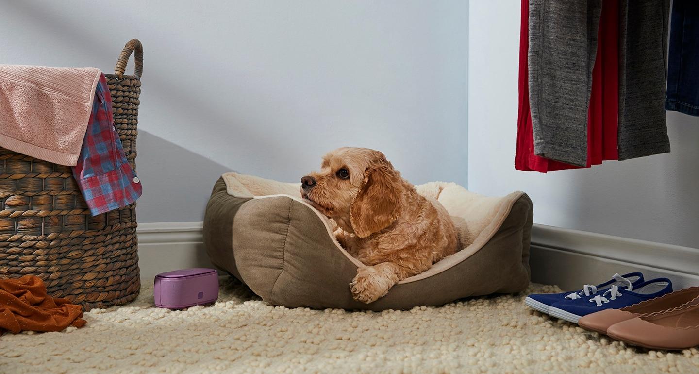 Creating a Safe ⁤and Comfortable Space for Your⁣ Dog