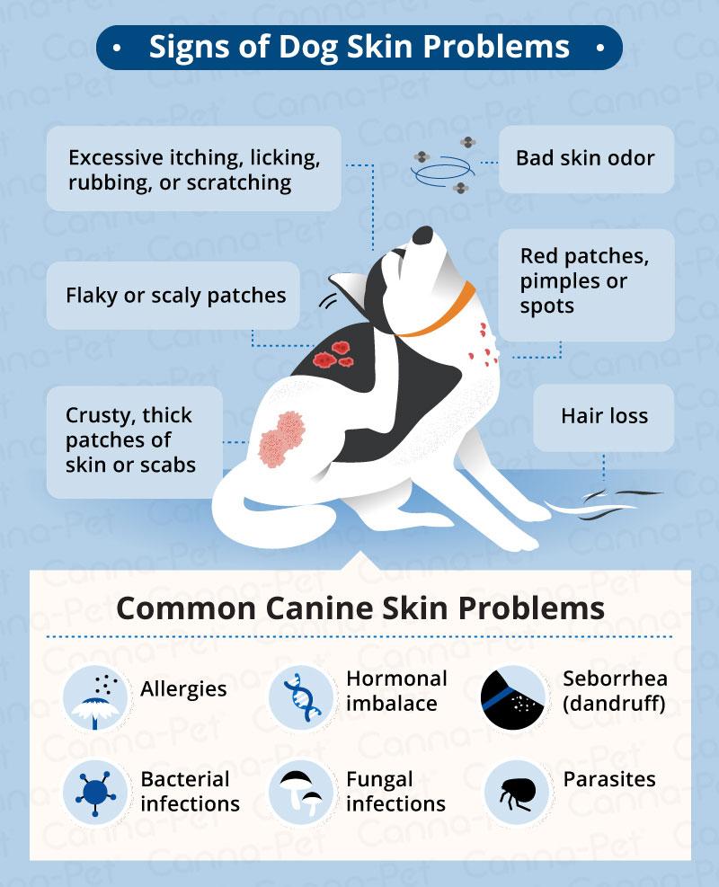 Identifying Common Skin Issues in Dogs