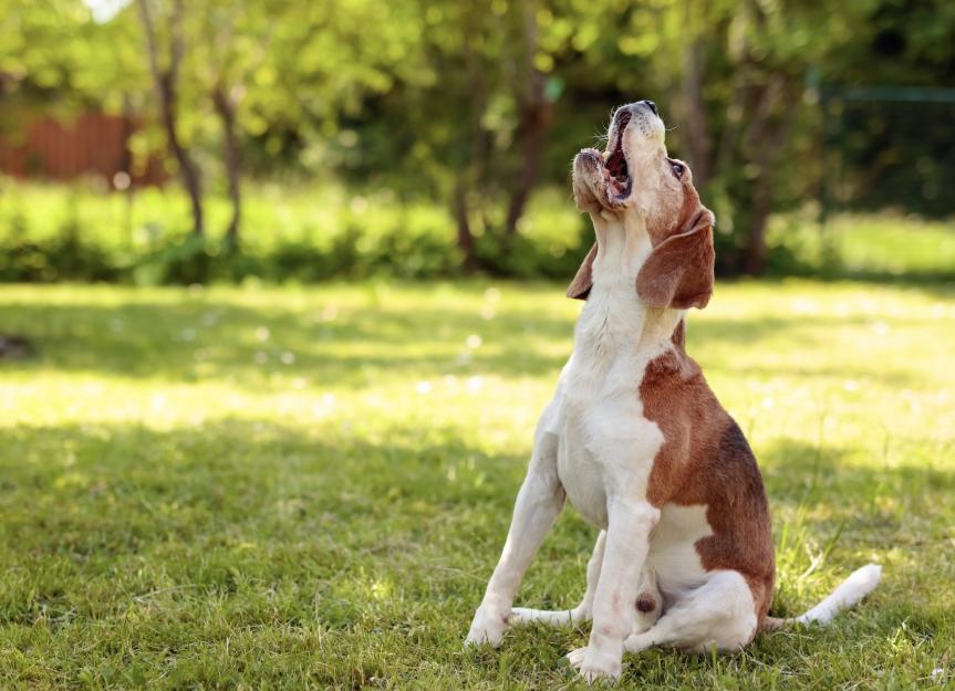 Understanding the Root Causes of Excessive Barking