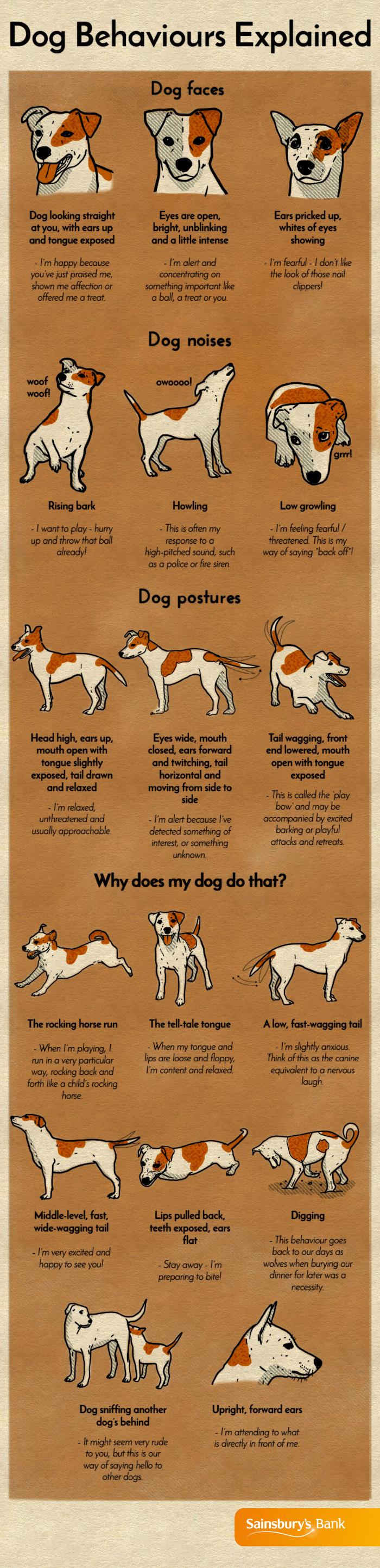 Understanding Your Dogs Behavior to Prevent Hazards