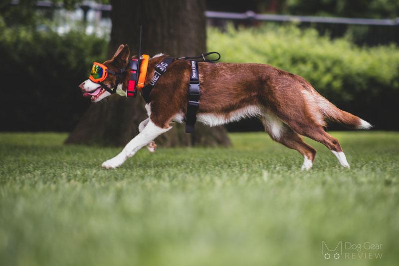 Choosing the Right Gear for Your Dogs Comfort and Safety