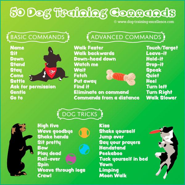 Advanced Skills Fun and Impressive Commands to Challenge​ Your Dog