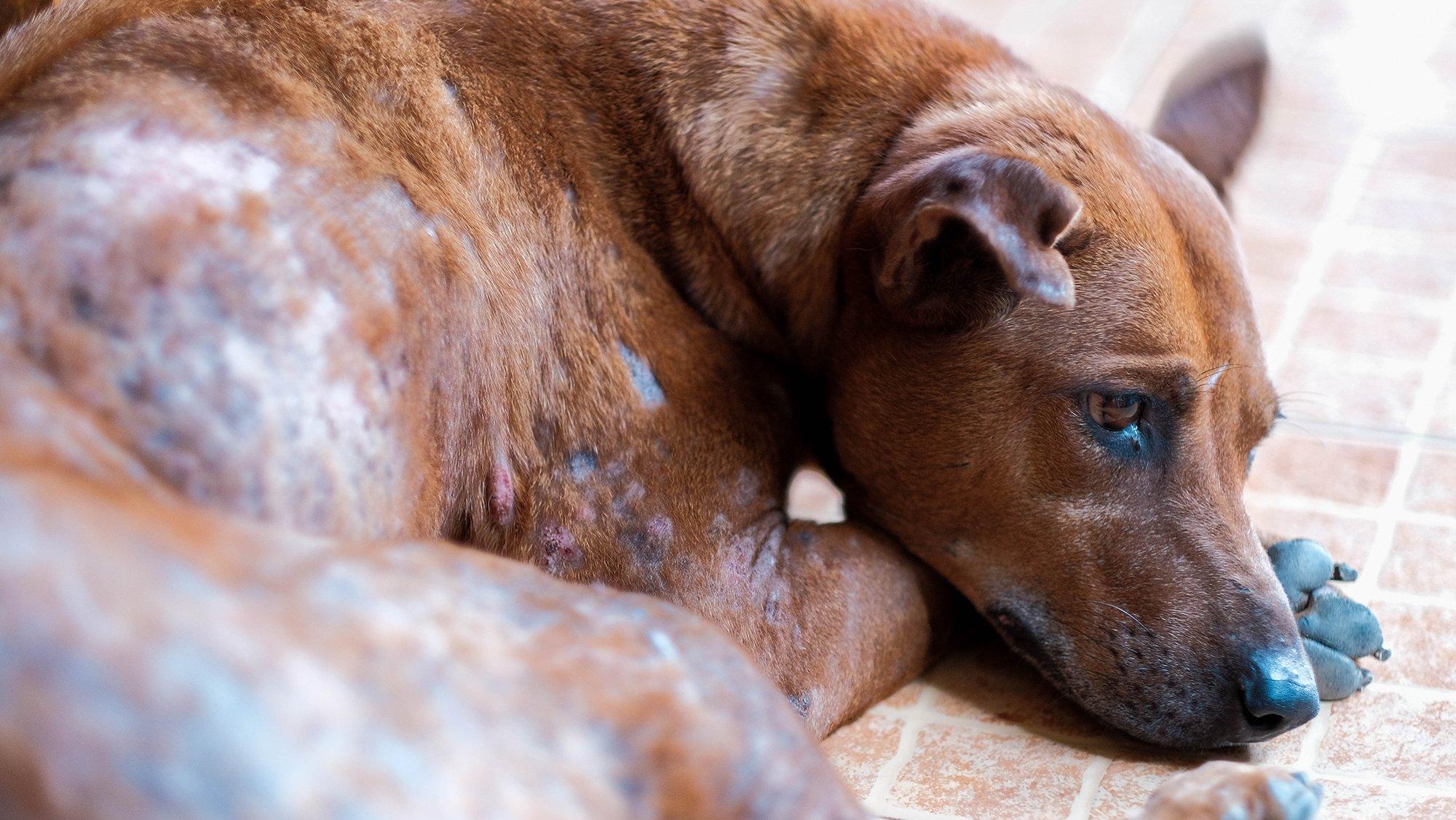 Spotting Early Signs of Skin Issues During Grooming