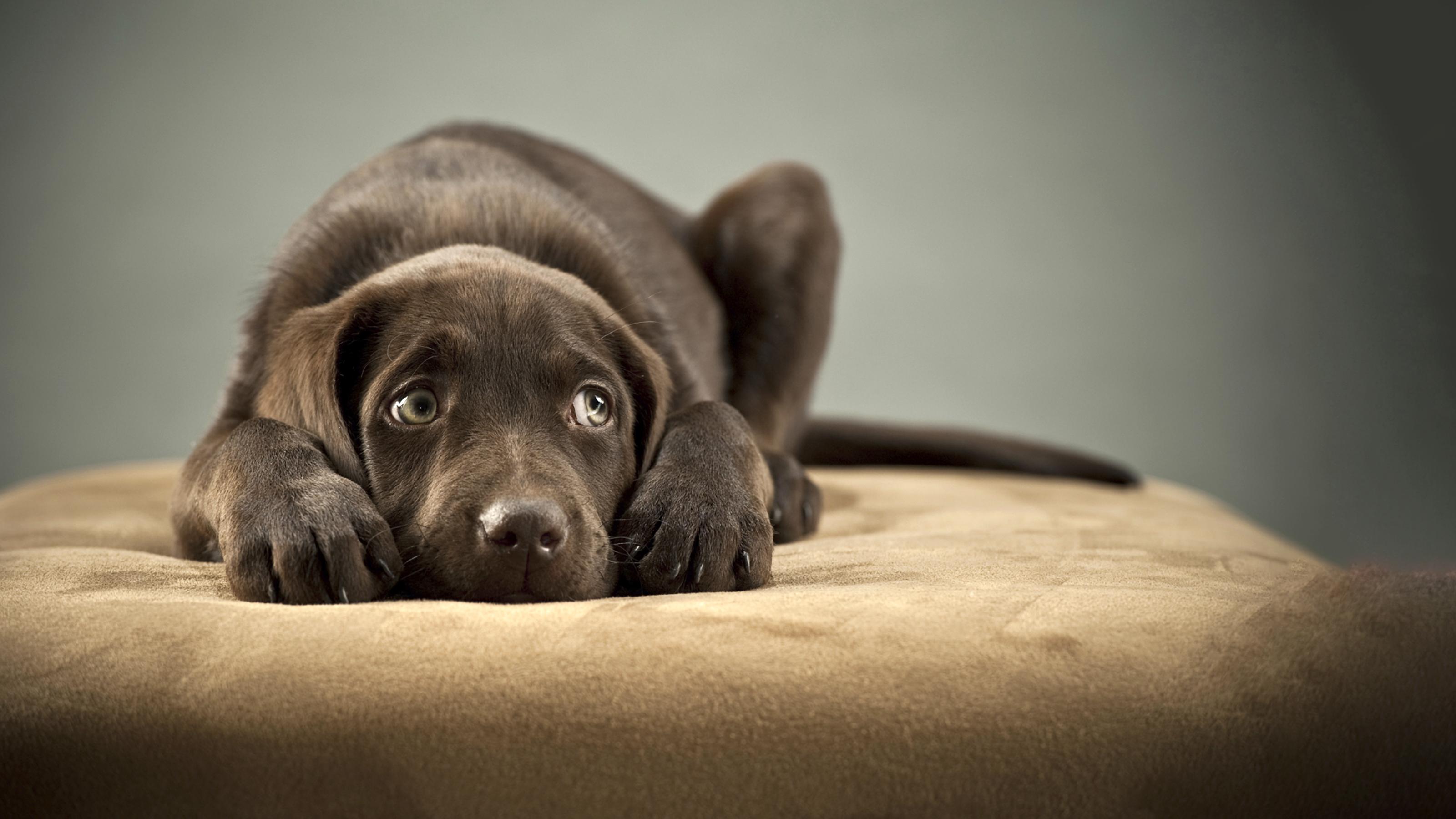 Creating ​a Safe and Calm Environment ‌for Your Anxious Dog