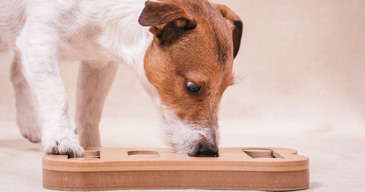 Engaging Activities to Stimulate Your Dogs Mind