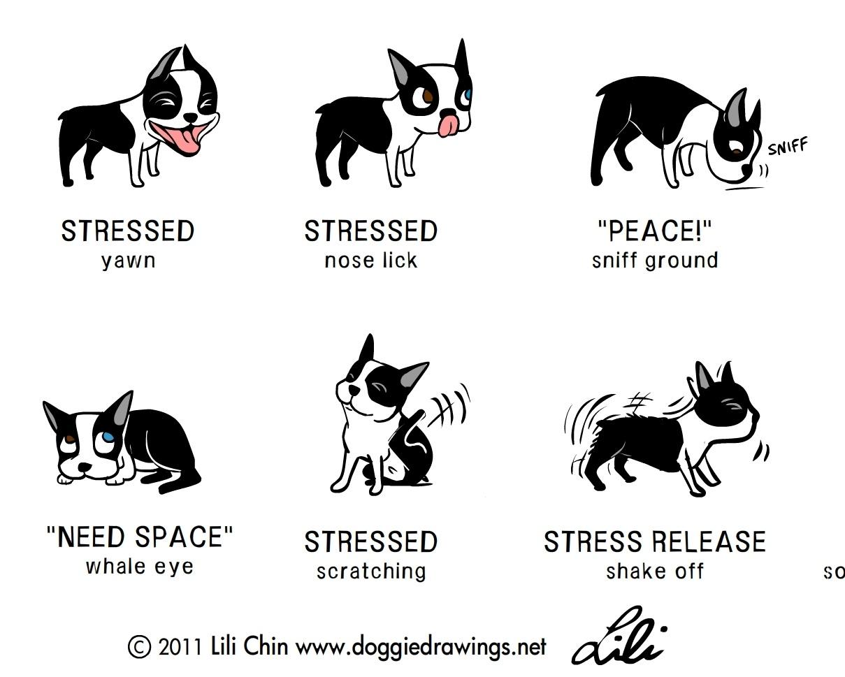 Recognizing Signs of Stress in Your Dog and How to Respond