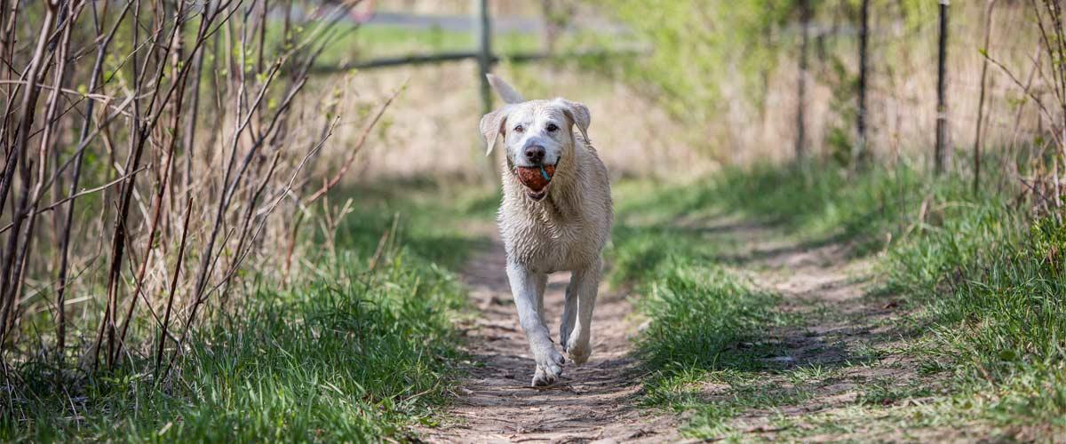 Choosing Safe and Suitable Environments for Off-Leash Adventures