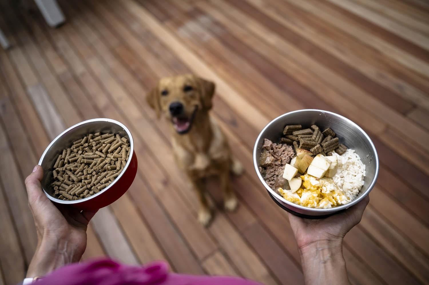 Exploring Different Types ⁣of‍ Dog Food Options