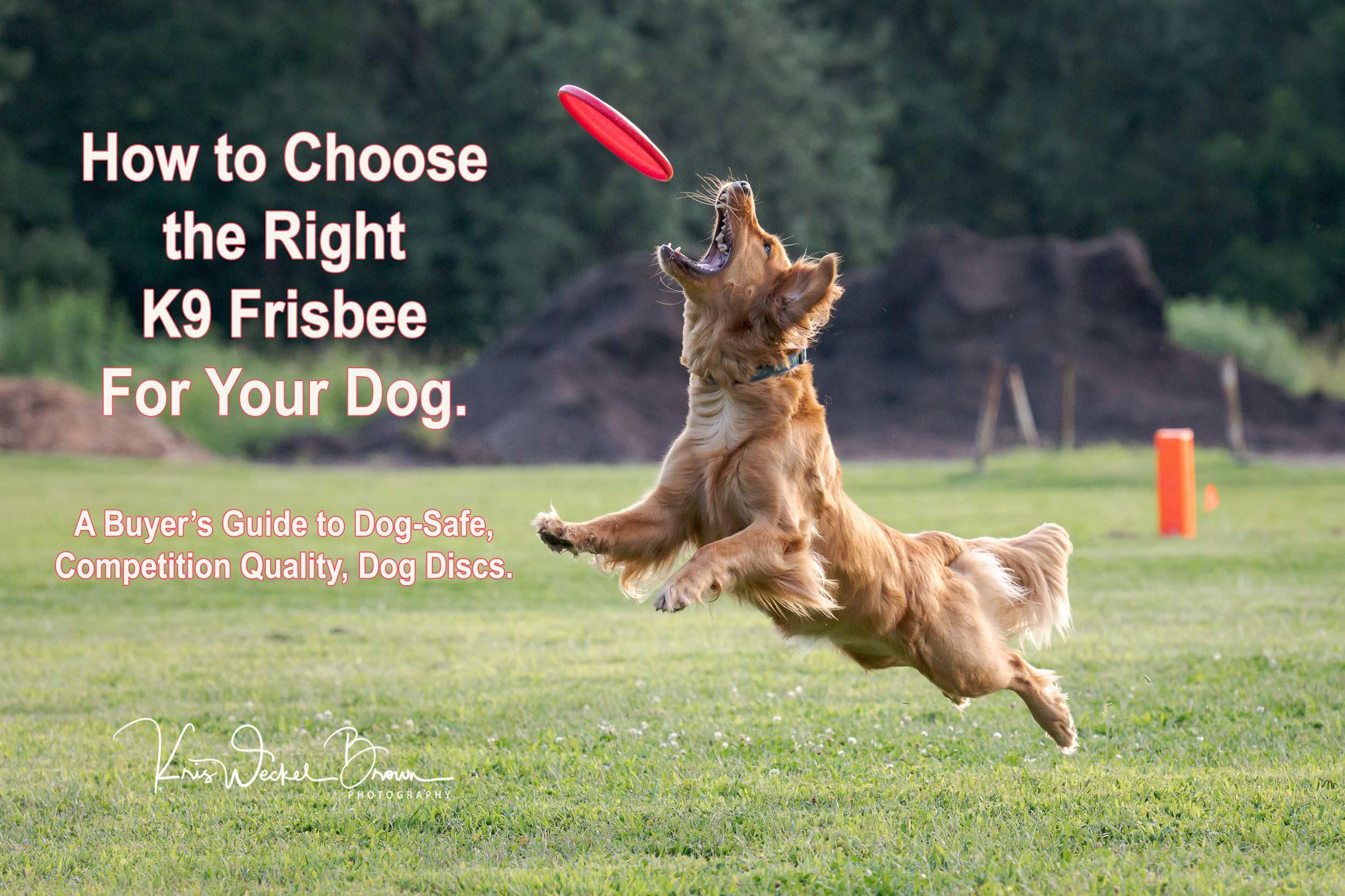 Choosing the Right Frisbee for Your Dogs Size and Play Style