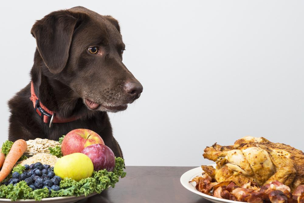 Understanding Your Dogs Nutritional Needs