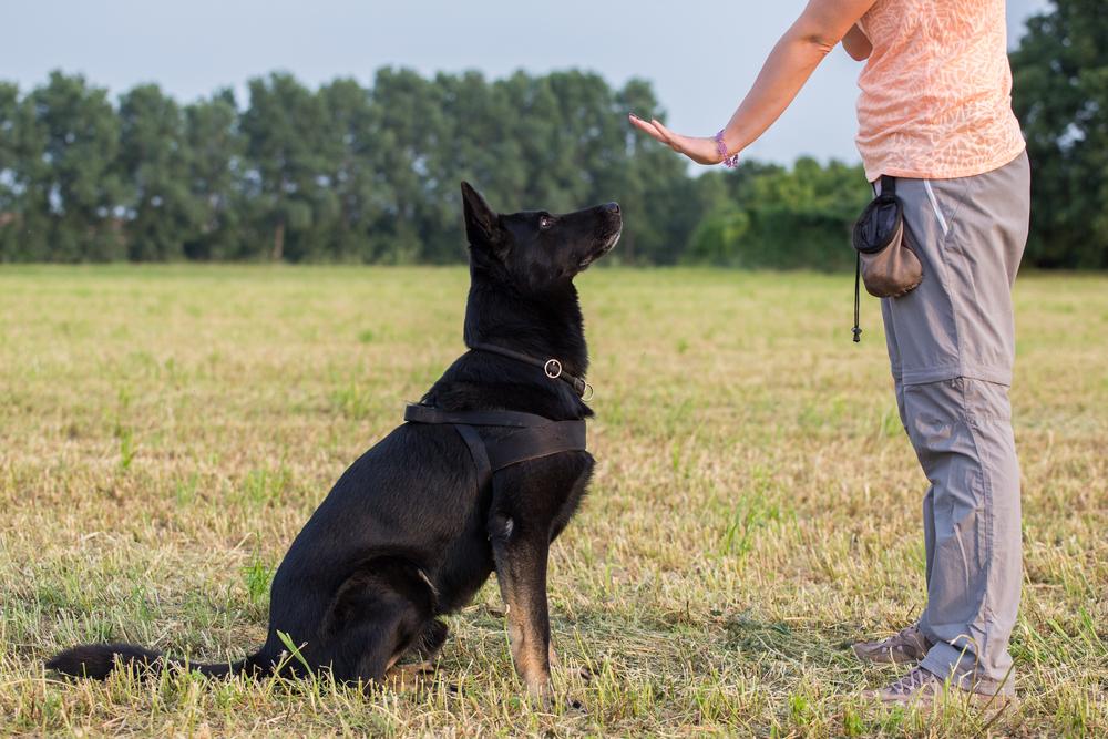 Building a Consistent Routine with Positive Reinforcement