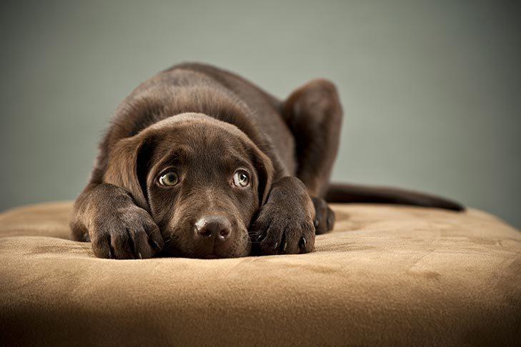 Identifying Signs of Stress in Your Furry Friend