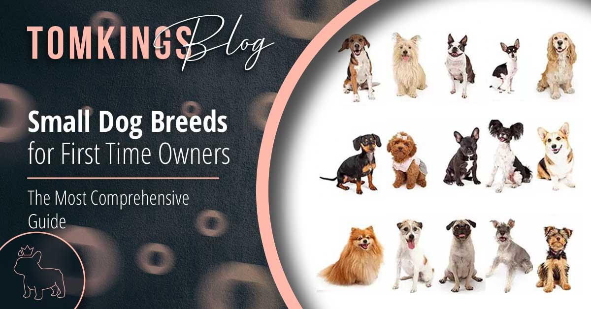 Understanding Your Small Breeds Play Needs