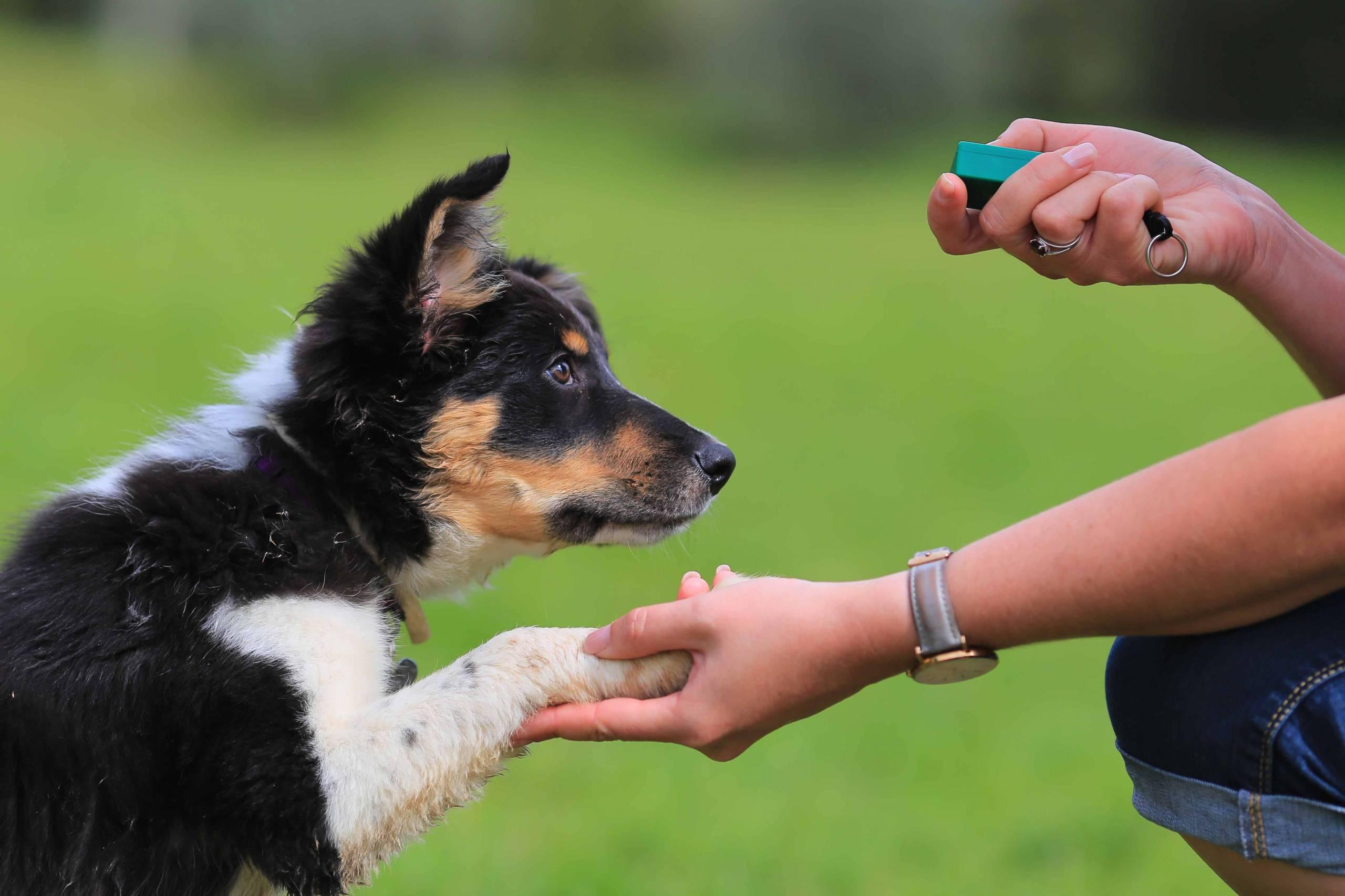 Understanding ​the Basics of Clicker ⁣Training