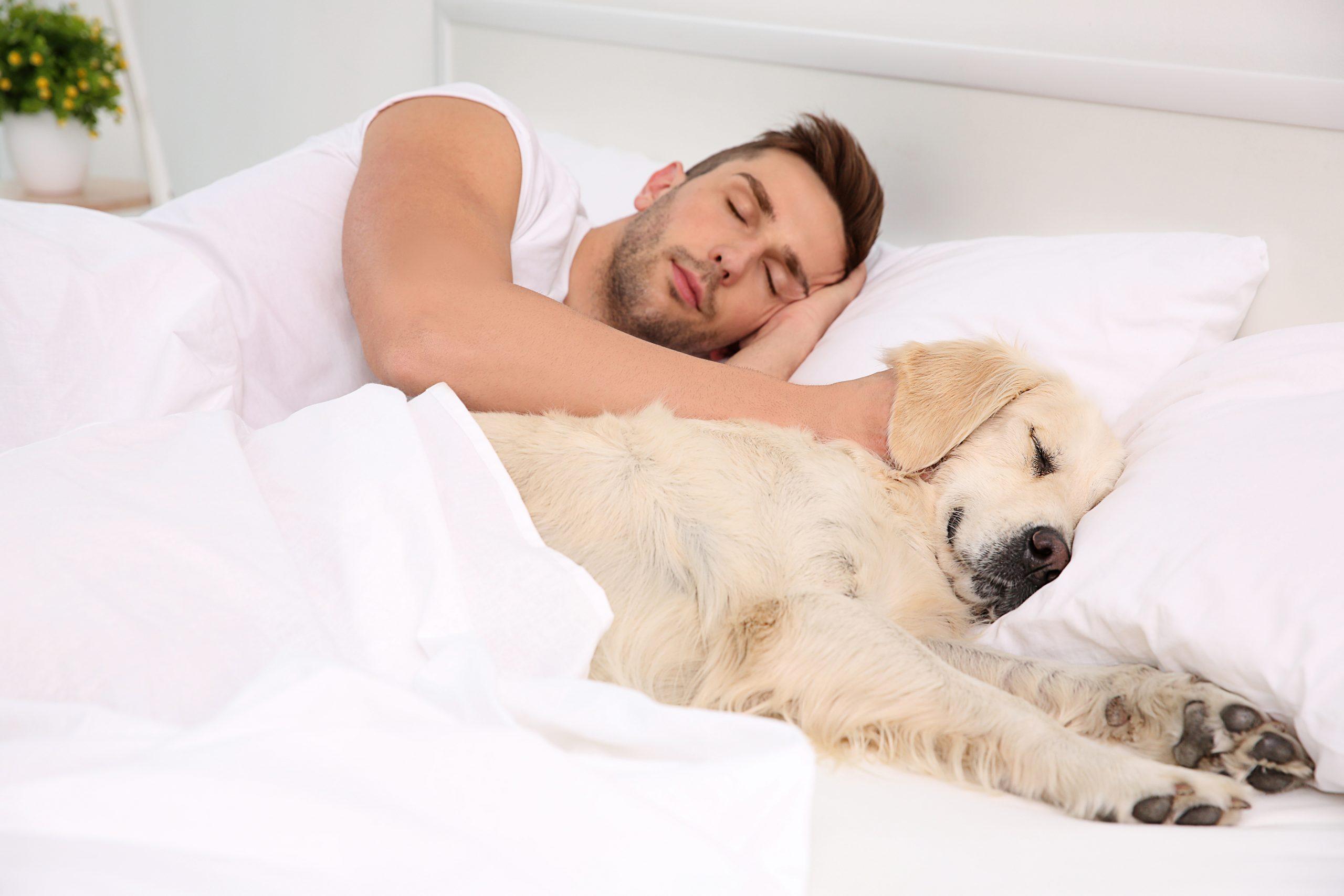 Understanding the Benefits of Sharing Your Bed with Your Dog