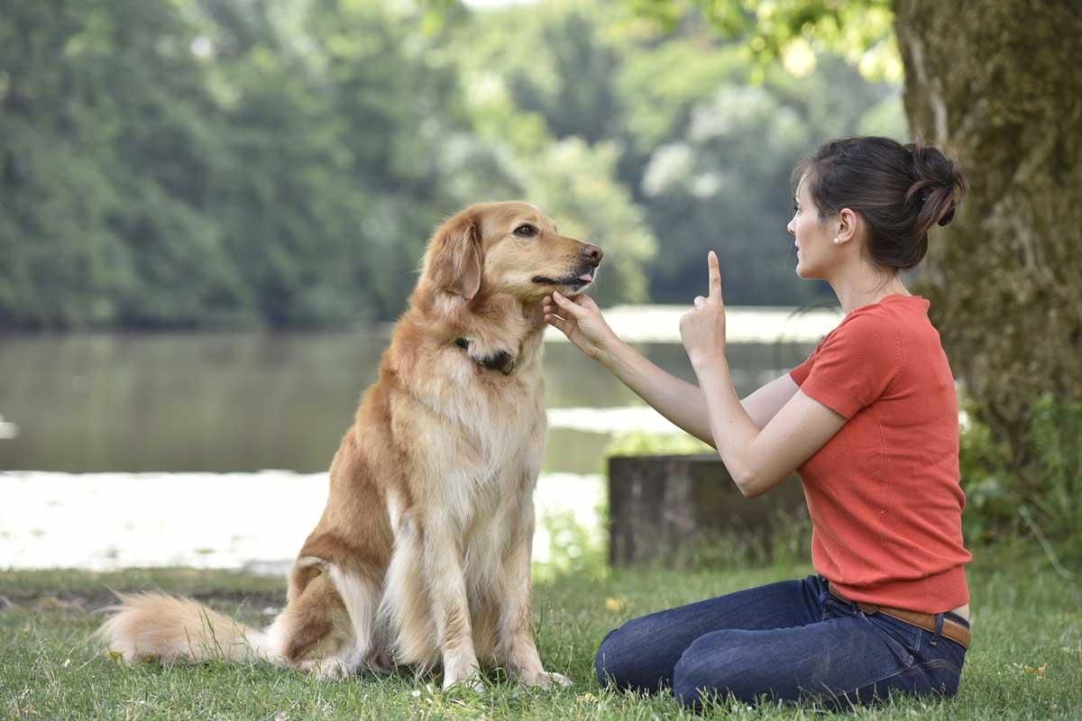 Building Trust and Communication with Your Dog