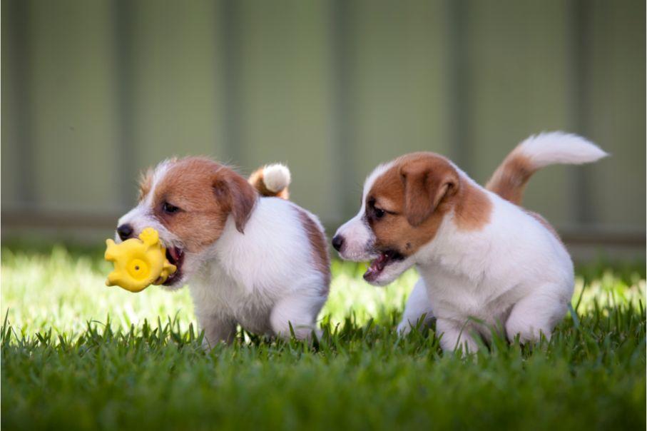 Understanding Puppy Behavior and Toy Influence