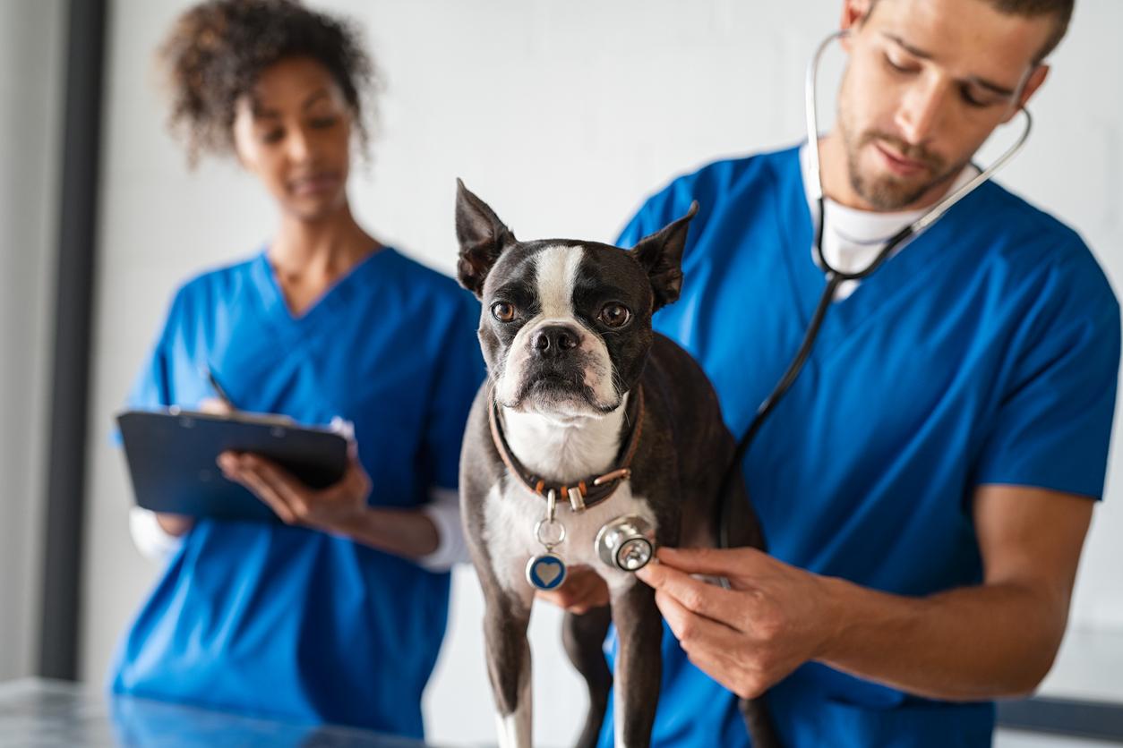 Consulting Your Veterinarian for Personalized Advice