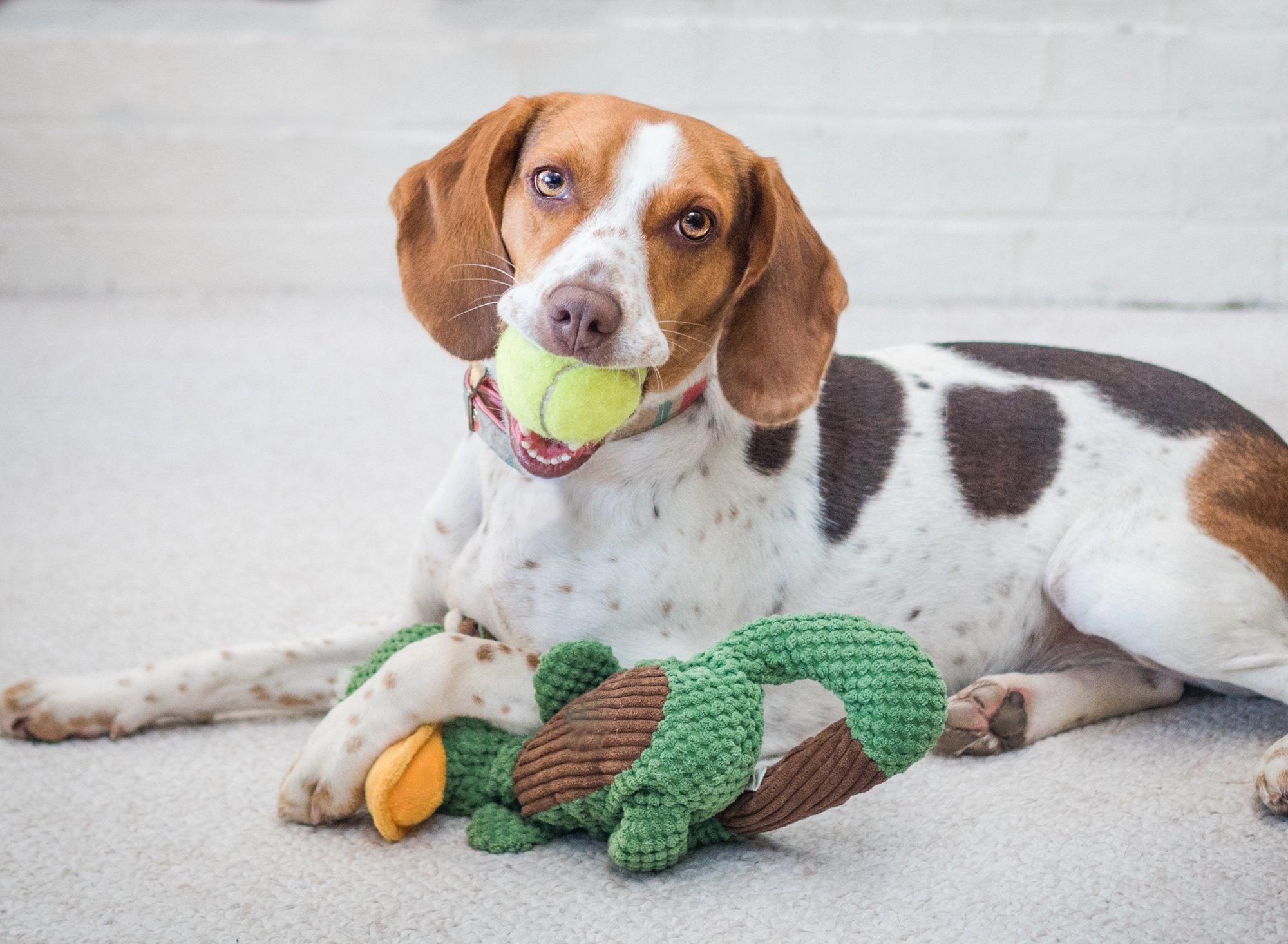 Monitoring Your Dog’s Interest and Adjusting Strategies