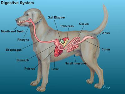 Understanding Your Dogs Digestive‌ System